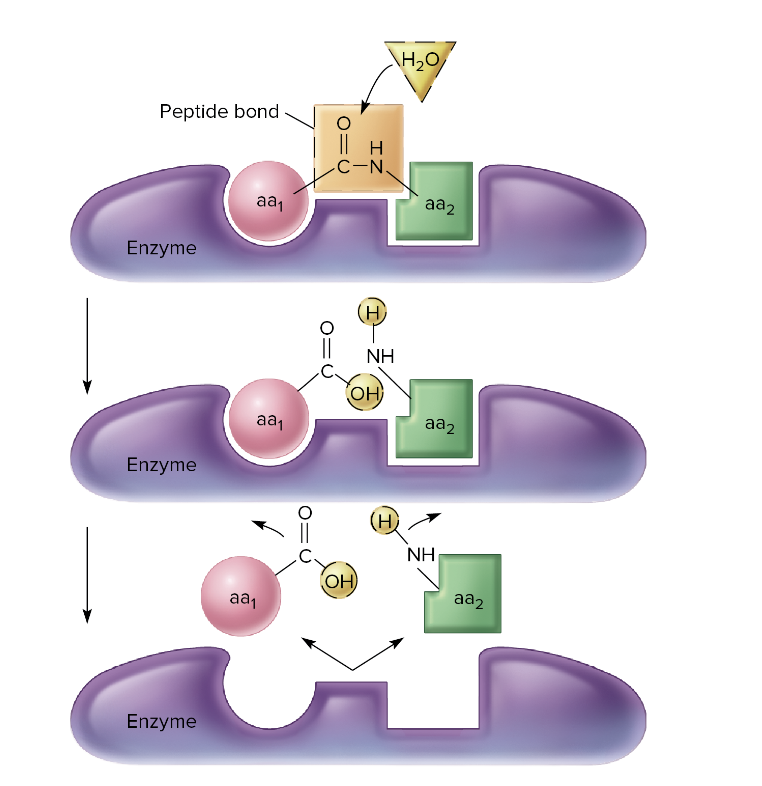Hydrolysis reactions