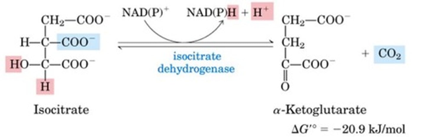 <p>Isocitrate dehydrogenase reaction</p><p>Oxidize alcohol to ketone by transferring hydride from the C-H of the alcohol to the nicotinamide cofactor</p><p>This is done by reducing NAD(P)+ to NADPH + H+, releasing CO2 in the process</p><p>Forms a-Ketoglutarate from isocitrate</p>