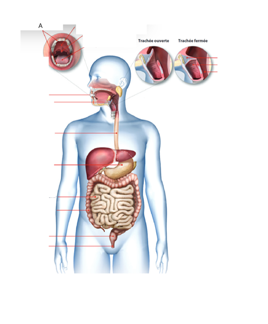 <p>À quel organe du tube digestif correspond la lettre A ?À quel organe du tube digestif correspond la lettre A ?</p>