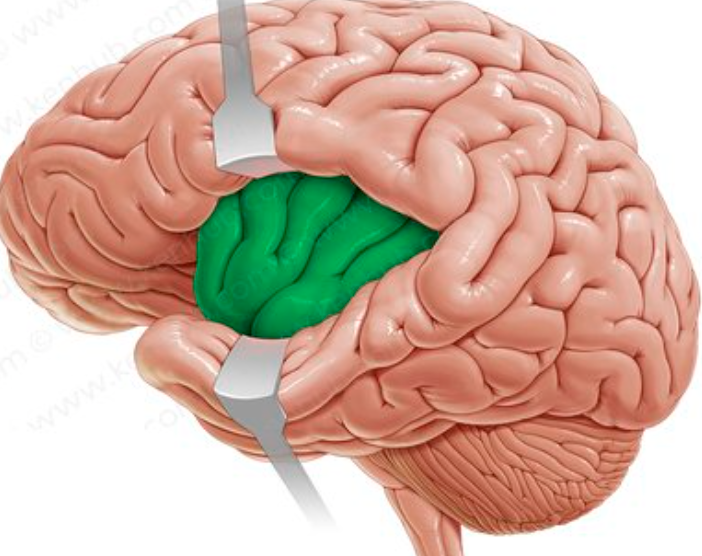 deep within sylvian fissure

covered by frontal, temporal and parietal lobes