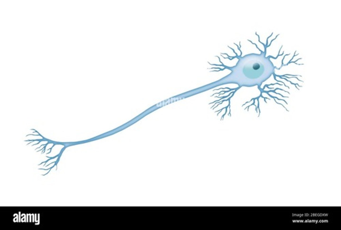 <p>more than 2 projections from the cell body</p>