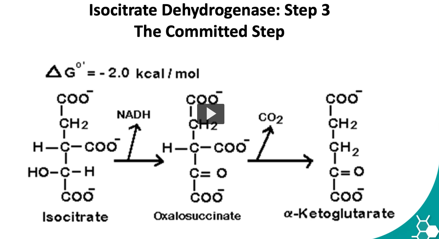 <p>the third step is known as the <strong>rate limiting step of the cycle</strong>. It is <strong>very spontaneous</strong> and <strong>irreversible reaction</strong>.</p><p>Step <strong>3 of the Krebs cycle</strong> (isocitrate → α-ketoglutarate) is called the <strong>rate-limiting step</strong> and is considered <strong>essentially irreversible</strong> because of the <strong>large release of energy and the loss of CO₂</strong>, which drives the reaction strongly forward.</p><p><strong>isocitrate → oxalosuccinate → α-ketoglutarate</strong><br>with <strong>NAD⁺ becoming NADH</strong> and <strong>CO₂ being released</strong>.</p><p><u>Big picture </u></p><p>This step is catalyzed by:</p><p><strong>isocitrate dehydrogenase</strong></p><p>Overall reaction:</p><p> <span>Isocitrate+NAD+→α-ketoglutarate+CO2+NADH</span></p><p><u>1. Start with isocitrate </u></p><p><strong>Isocitrate</strong> is a <strong>6-carbon molecule</strong>.</p><p>It has an <strong>alcohol group (-OH)</strong> on the carbon that will be oxidized.</p><p>That alcohol is important, because alcohols can be oxidized into carbonyls.</p><p><u>2. NAD⁺ becomes NADH </u></p><p>The enzyme removes <strong>2 hydrogens / electrons</strong> from isocitrate.</p><p>So:</p><ul><li><p><strong>isocitrate is oxidized</strong></p></li><li><p><strong>NAD⁺ is reduced to NADH</strong></p></li></ul><p>Reaction idea:</p><p> <span>Isocitrate→Oxalosuccinate</span></p><p>while</p><p> <span>NAD+→NADH</span> </p><p>So NADH is formed because it <strong>accepts the electrons</strong> taken from isocitrate</p><p><u>3. Oxalosuccinate forms </u></p><p>This first oxidation converts the alcohol on isocitrate into a <strong>ketone</strong>.</p><p>That gives the intermediate:</p><p><strong>oxalosuccinate</strong></p><p> Etymology </p><ul><li><p><strong>oxalo-</strong> = oxidized / oxalo-type acid relation</p></li><li><p><strong>succinate</strong> = related to succinic acid</p></li></ul><p>Meaning:</p><p>It is a more <strong>oxidized 6-carbon intermediate</strong> between isocitrate and α-ketoglutarate.</p><p>This intermediate is usually <strong>not isolated</strong> because it quickly moves to the next step.</p><p><u>4. Oxalosuccinate gives up CO₂ </u></p><p>Now oxalosuccinate is a <strong>beta-keto acid–type intermediate</strong>, and those are unstable.</p><p>So it undergoes <strong>decarboxylation</strong>:</p><p> <span>Oxalosuccinate→α-ketoglutarate+CO2​</span> </p><p>This means:</p><ul><li><p>one carbon leaves as <strong>CO₂</strong></p></li><li><p>the molecule goes from <strong>6 carbons to 5 carbons</strong></p></li></ul><p><u>5. α-Ketoglutarate forms </u></p><p>After losing CO₂, the remaining 5-carbon molecule is:</p><p><strong>α-ketoglutarate</strong></p><p> Etymology </p><ul><li><p><strong>alpha (α)</strong> = ketone is on the carbon next to the carboxyl group</p></li><li><p><strong>keto-</strong> = ketone group</p></li><li><p><strong>glutarate</strong> = 5-carbon dicarboxylic acid backbone</p></li></ul><p>So α-ketoglutarate is a <strong>5-carbon keto acid</strong>.</p><p></p>
