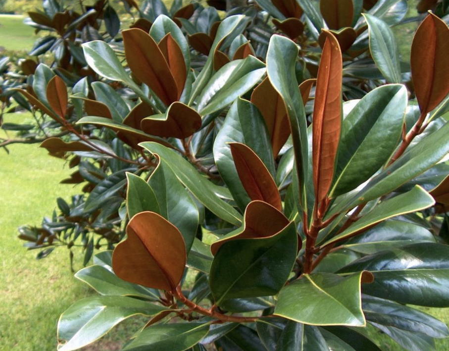 <p><em>Magnolia grandiflora</em></p><p>Magnoliaceae</p>