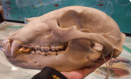 <p><u>Skull</u>: smooth slope from forehead to rostrum</p>