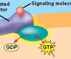 <p>membrane receptors</p>