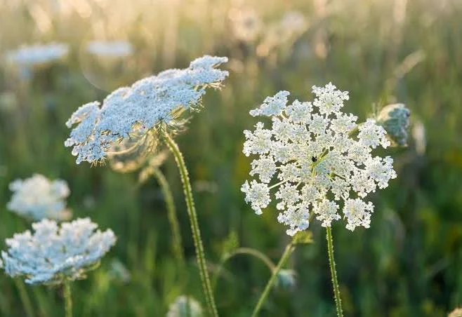 <p>Queen Anne’s lace </p>