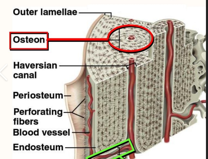<p>A tubular structure that carries blood throughout the body, supplying tissues with oxygen and nutrients while also removing waste products. </p>