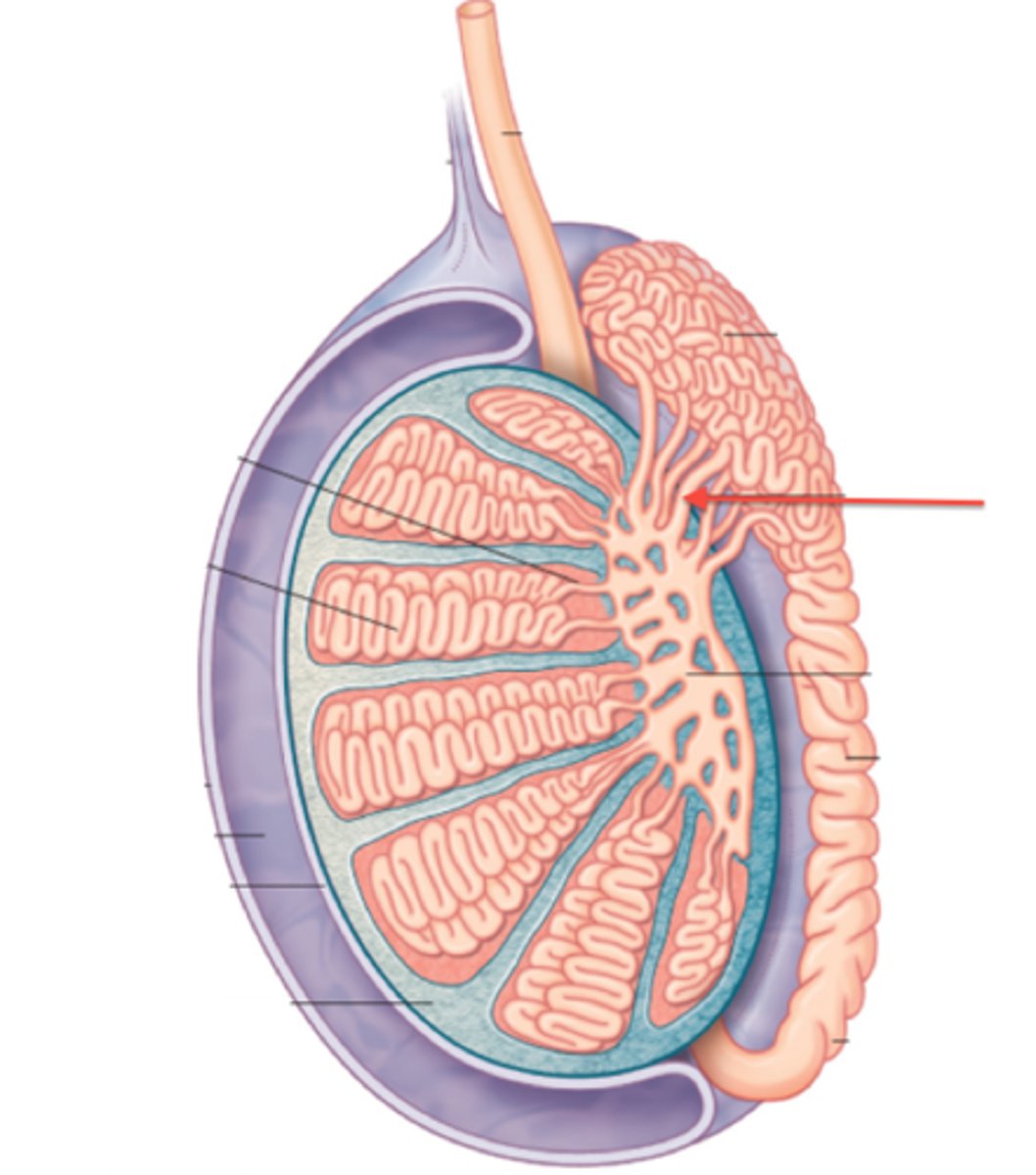 <p>Transport sperm from rete testis to epididymis.</p>