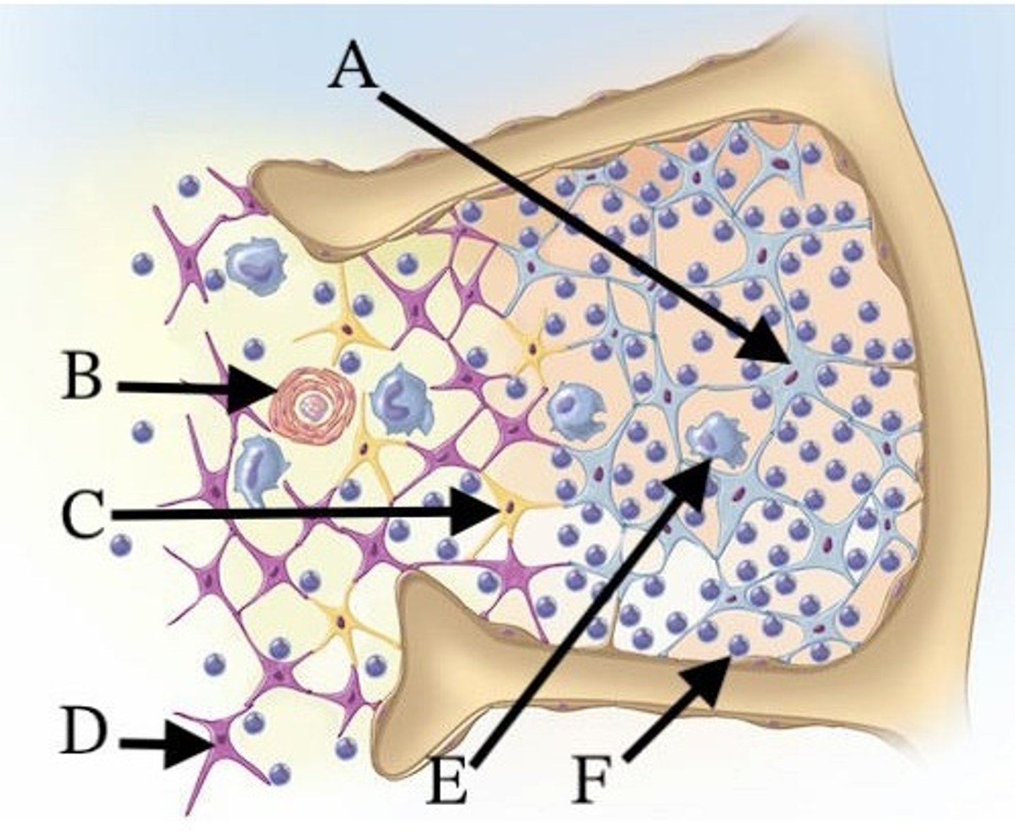 <p>Which of these letters indicates a thymic corpuscle?</p><p>A) A</p><p>B) B</p><p>C) C</p><p>D) E</p><p>E) F</p>
