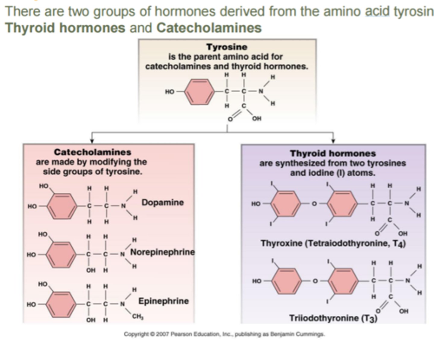 <p>hormone class</p><p>- synthesized: from tyrosine (amino acid) in the adrenal medulla</p><p>- stored: in secretory granules</p><p>- solubility: water soluble, ~50% circulate free, ~50% loosely conjugated (albumin)</p><p>- t1/2: 1-3 mins</p><p>- receptor: GPCR</p><p>- ex: dopamine, norepinephrine, epinephrine</p>