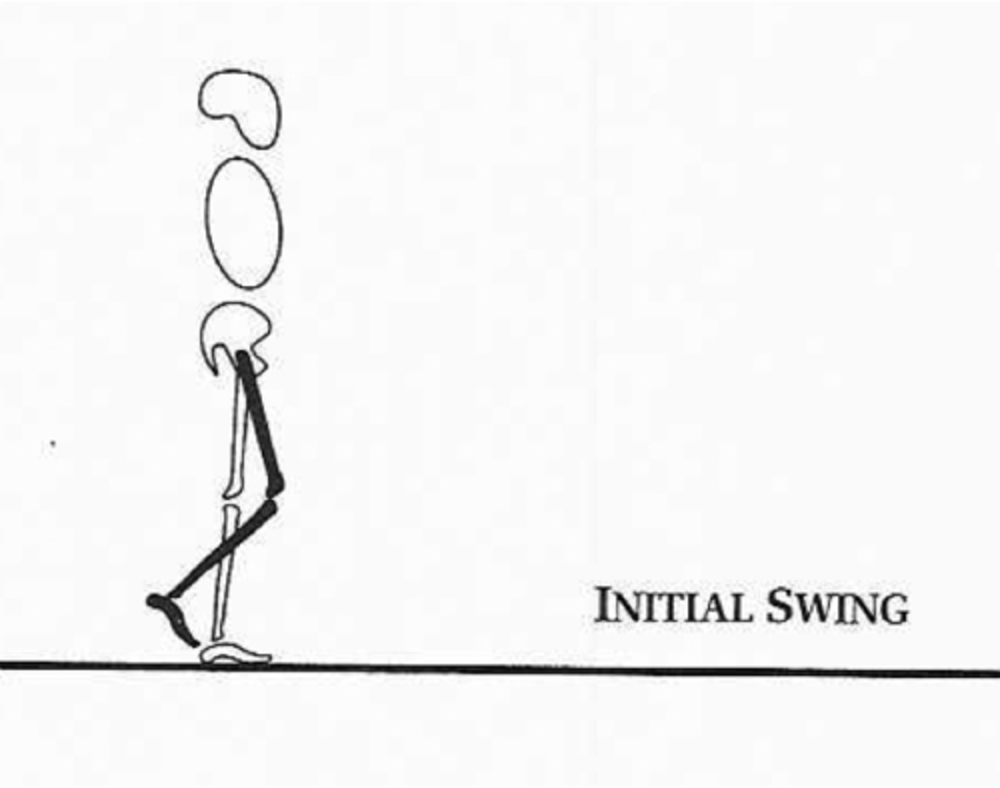 <p>Phase Involved: initial swing</p><p>What Occurs:</p><p>1. rapid hip/knee flexion</p><p>2. toe clearance</p><p>Peak Demand Of: hip flexors</p>