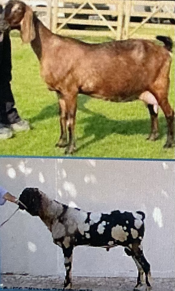 <p>Milk; Pendulous ears, Good udder qual, All purpose, England</p>