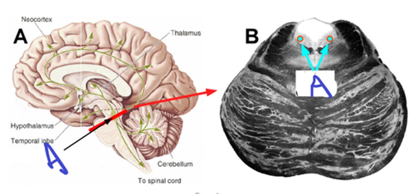 <p>name A.</p><p>what origins from this.</p><p>function of this system.</p><p>notice where axons terminate.</p>