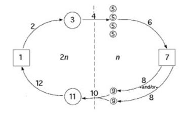 <p>The following question refers to the generalized life cycle for land plants shown in the figure. Each number within a circle or square represents a specific plant or plant part, and each number over an arrow represents meiosis, mitosis, or fertilization. <br><br>In the figure, which number represents an embryo?</p>