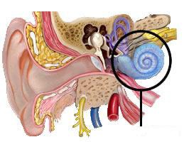 <p>part of inner ear where auditory stimulus detector units are located; energy from pressure waves is transduced into neural signals; hollow structure, filled with lymphatic fluid</p>