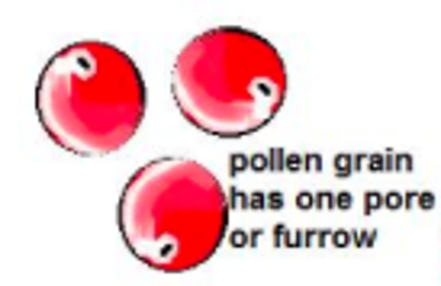 <p>Monocot or dicot?</p>