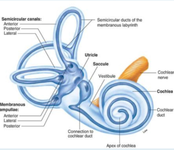 <p>The inner ear supports balance and hearing. </p><p></p><ul><li><p><strong>Cochlea:</strong> shell-like spiral bone, contains a membranous duct that converts sound vibrations to neural impulses. </p></li><li><p><strong>Semi-circular canals: </strong>fluid-filled canals are 3 looped-shaped organs that control balance and stability by sensing the rotation of the head in a 3D space. </p></li><li><p><strong>Vestibule</strong>: a bony cavity within the temporal bone, that contains organs and nerves that help with balance. </p></li></ul><p></p><p>The<strong> vestibular system</strong> detects changes in head position and motion, helping maintain balance and spatial orientation. </p><p></p>