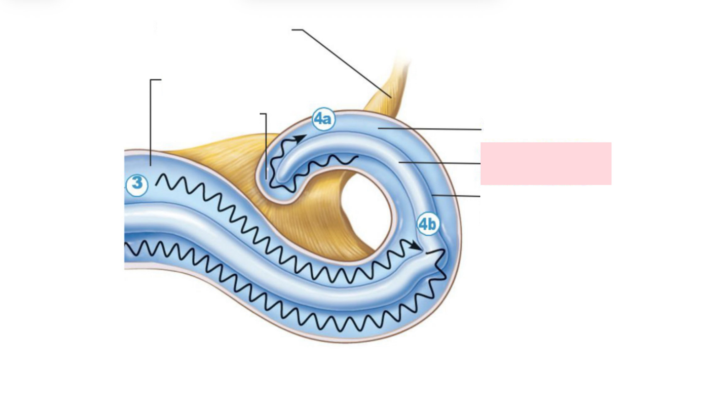<p>Label the Diagram</p>