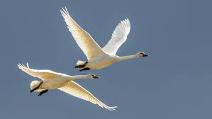 <p><span><span>Cygnus buccinator</span></span></p>