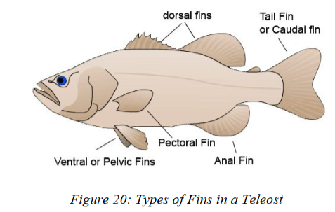 <ul><li><p>Fins help fish:</p><ul><li><p>prevent rolling,</p></li><li><p>control swimming angle,</p></li><li><p>steer,</p></li><li><p>brake/slow down,</p></li><li><p>and (in the caudal fin) provide thrust.</p></li></ul></li><li><p>Fins can be <strong>paired</strong> (pectoral, pelvic) or <strong>singular</strong> (dorsal, anal, caudal).</p></li><li><p>Structure: two layers of skin supported by <strong>flexible rays</strong> radiating from a <strong>skeletal base</strong>.</p></li></ul><p></p>