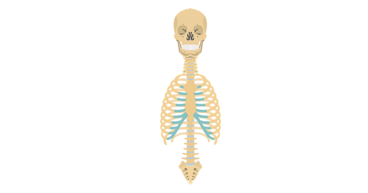 <p>The part of the body that includes the head, neck, and torso.</p>