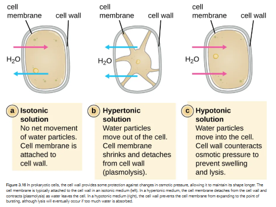 <p>osmosis in prokaryotic cells (with cell walls)</p>