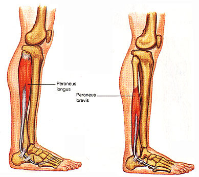 <p>peroneus longus + brevis </p>