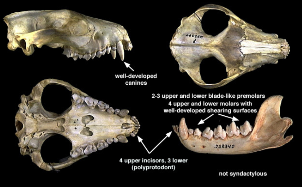<p>Order Dasyuromorphia</p>