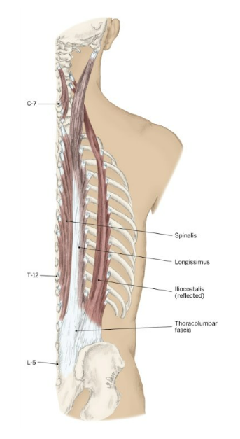 <ul><li><p>Spinalis</p></li><li><p>Longissimus </p></li><li><p>Iliocostalis</p></li></ul>