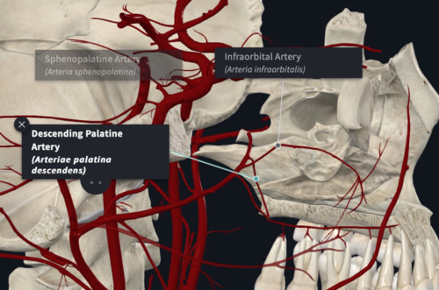 <p>what are the maxillary artery branches in PTERYGOPALATINE FOSSA? </p>