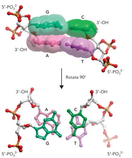<p>base stacking at a van der waals distance which is enhanced through the hydrophobic effect (hydrogen bonding only plays a little part in stability, it’s mostly the base stacking) </p>