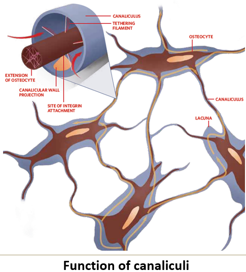 <p>What are <strong>osteons</strong>, and what structures do they contain?</p>
