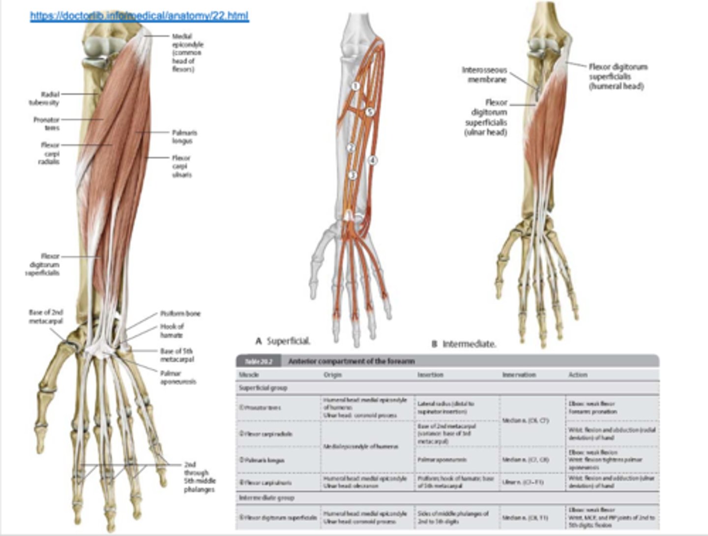 knowt flashcard image