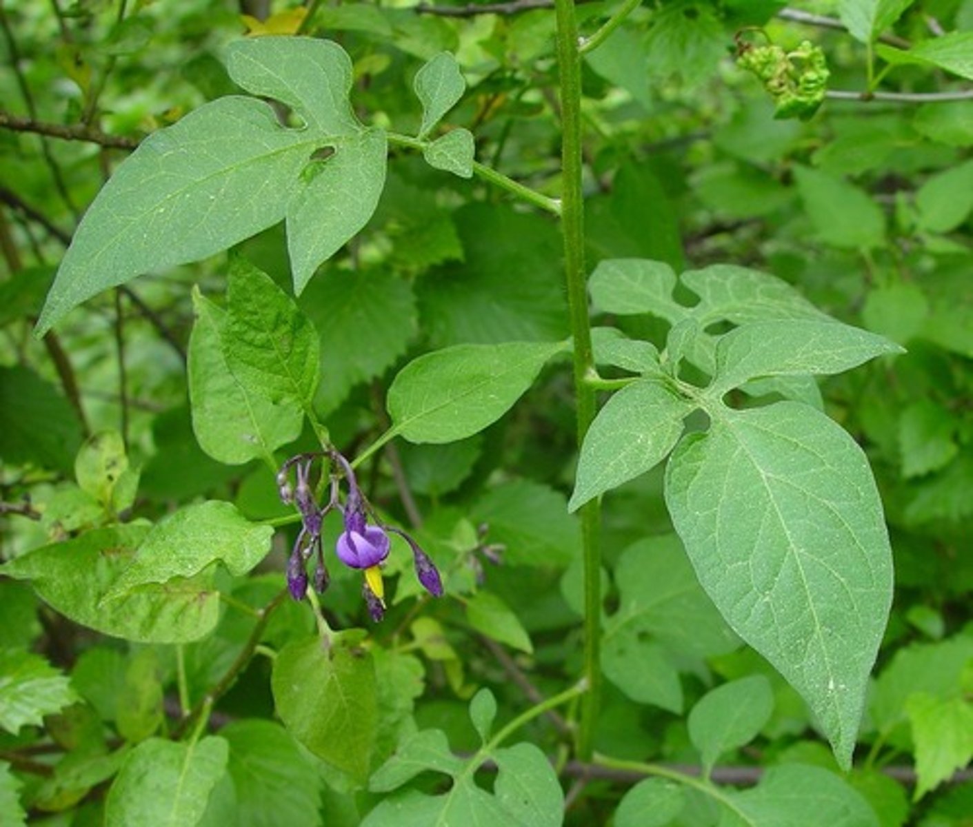 <p>climbing nightshade</p>