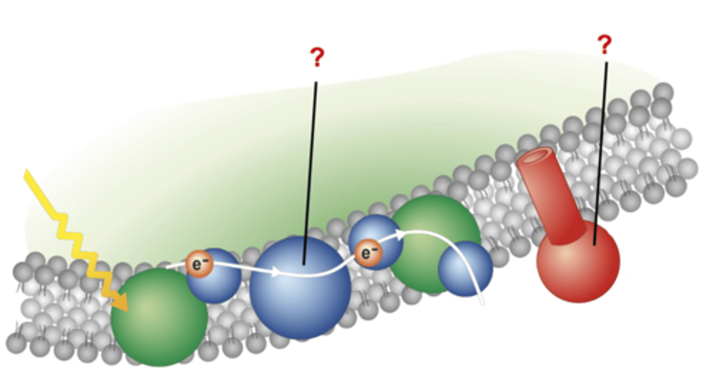 <p>Examples include:<br>H+ Pump<br>ATP Synthase</p>