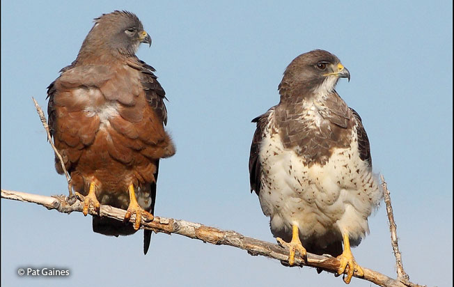 <p>Swainson’s Hawk</p>