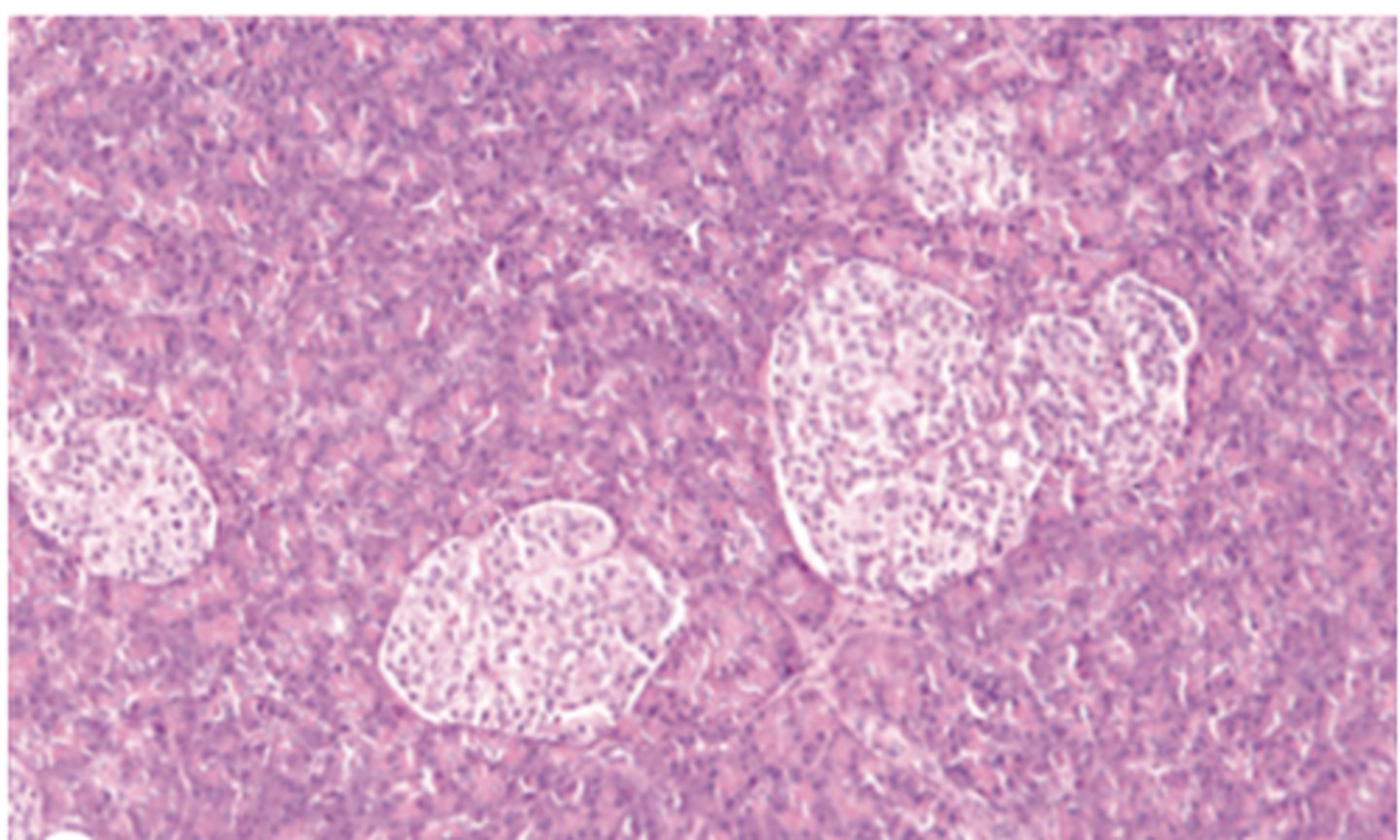 <p>What are pancreatic (Langerhans) islets?</p>