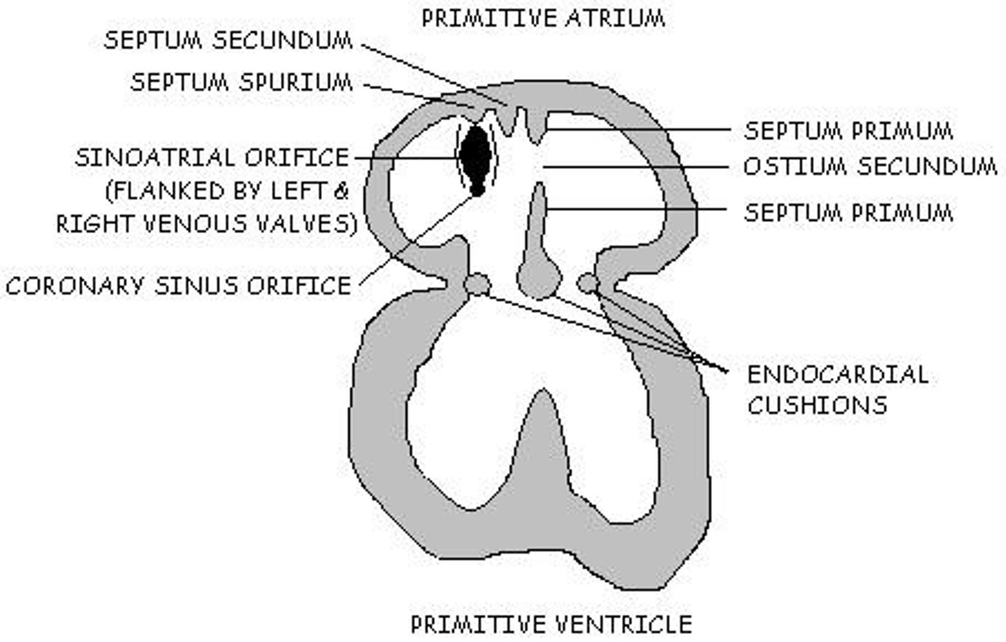 <p>It externally separates the ventricles and indicates the internal division of the heart.</p>