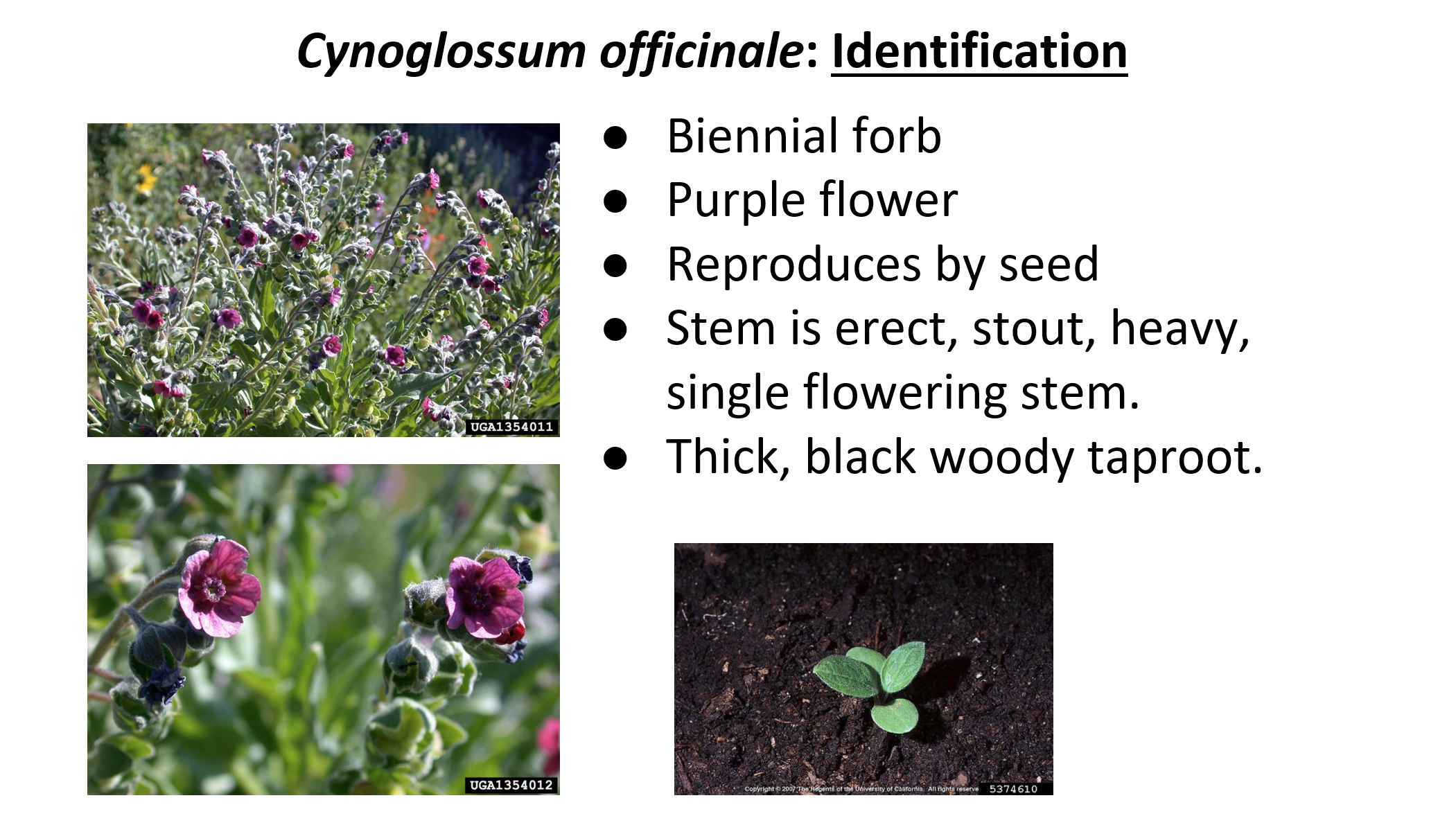 <p><em>Cynoglossum officinale: </em>houndstngue</p>