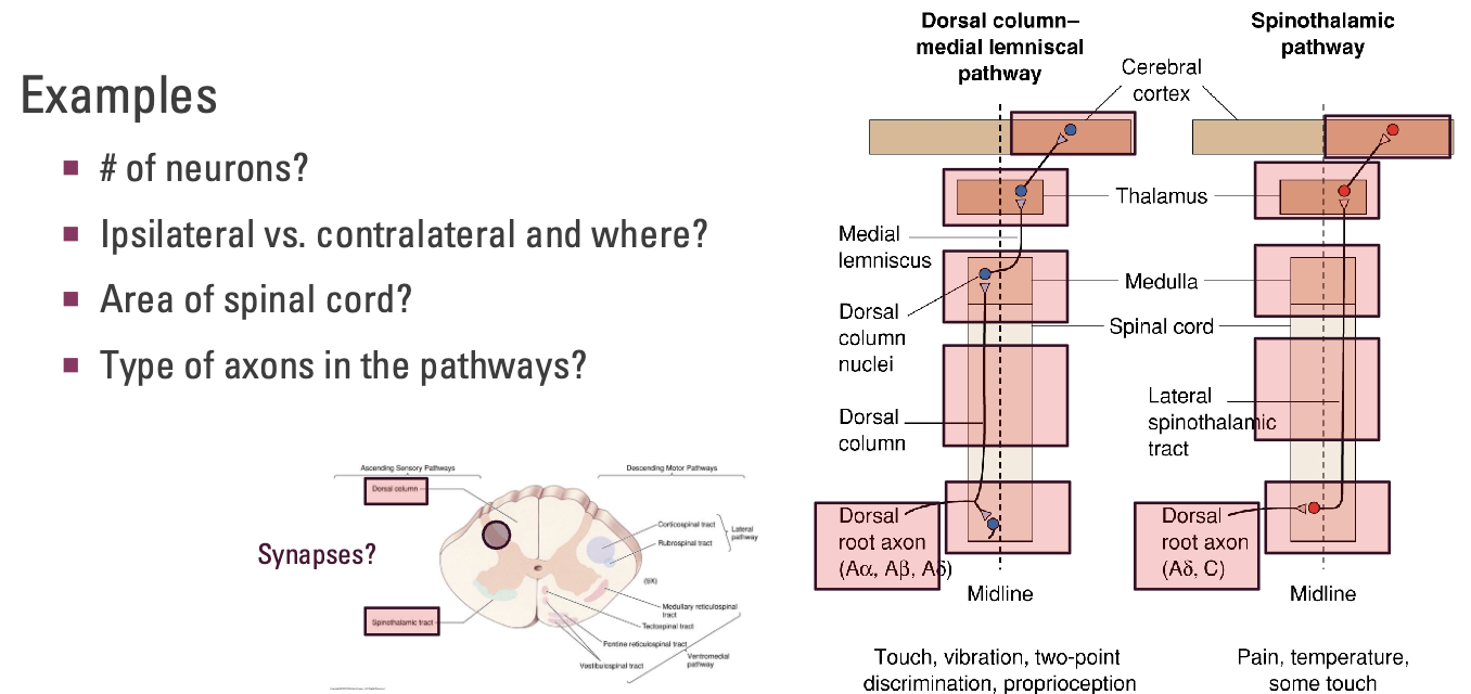 <ul><li><p><strong># of neurons?</strong></p><ul><li><p>DCML: 3</p></li><li><p>STT: 3</p></li></ul></li></ul><ul><li><p><strong>Ipsilateral vs. contralateral and where?</strong></p><ul><li><p>DCML: Ipsilateral to start, contralateral at medulla</p></li><li><p>STT: Contralateral immediately and stays contralateral</p></li></ul></li></ul><p></p><p>NEXT TEST</p><ul><li><p><strong>Area of spinal cord?</strong></p><ul><li><p>DCML: Dorsal column</p></li><li><p>STT: Lateral spinothalamic tract</p></li></ul></li><li><p><strong>Type of axons in the pathways?</strong></p><ul><li><p>DCML: A<span>α (proprioception), Aβ (touch)</span>, Aδ (pain) </p></li><li><p>STT: Aδ (pain), C axons (slow pain/itchy)</p></li></ul></li></ul><p></p>