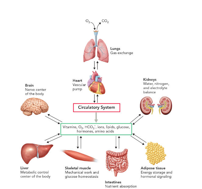 <ul><li><p>brain (nerve center)</p></li><li><p>liver (metabolic control center)</p></li><li><p>skeletal muscle (mechanical work and glucose homeostasis)</p></li><li><p>intestines (nutrient absorption)</p></li><li><p>adipose tissue (energy storage and hormonal signaling)</p></li><li><p>kidneys (water, nitrogen, and electrolyte balance)</p></li><li><p>heart (pumps blood throughout the circulatory system)</p></li><li><p>lungs (exchange oxygen and carbon dioxide gases with the atmosphere to keep tissues and organs alive)</p></li></ul><p></p>