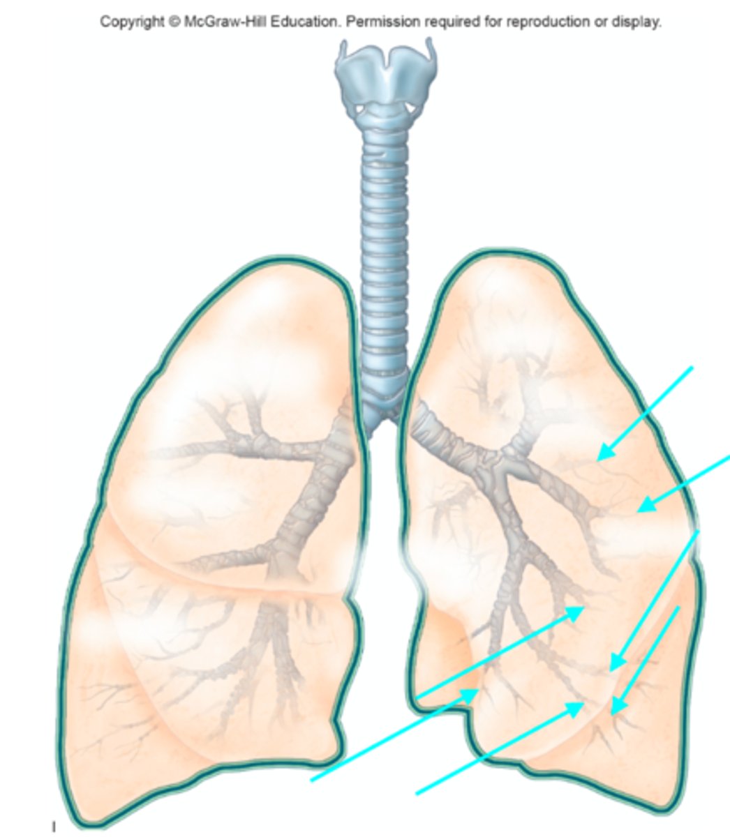 <p>What structures of the lung diagram are the blue arrows pointing at?</p>