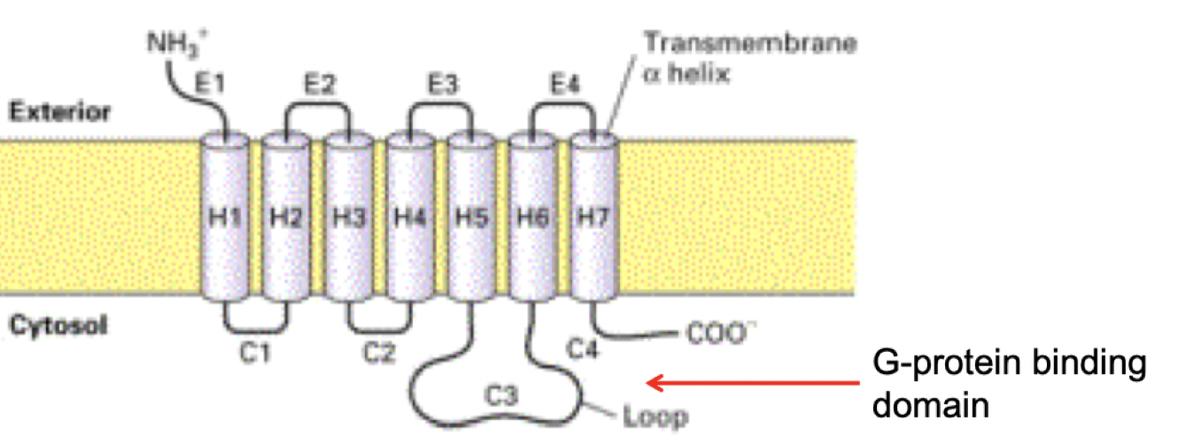 <ul><li><p>400-500 aa length</p></li><li><p><span>7 transmembrane segments (alpha helices) → conservative portion that situates in plasma membrane </span></p></li><li><p><span>Extracellular domain with more variability in terms of binding ligand</span></p></li><li><p><span>Once agonist binds, intracellular part changes conformation, and gains affinity for binding partners (recruiting G protein)</span></p><p></p></li></ul><p></p>