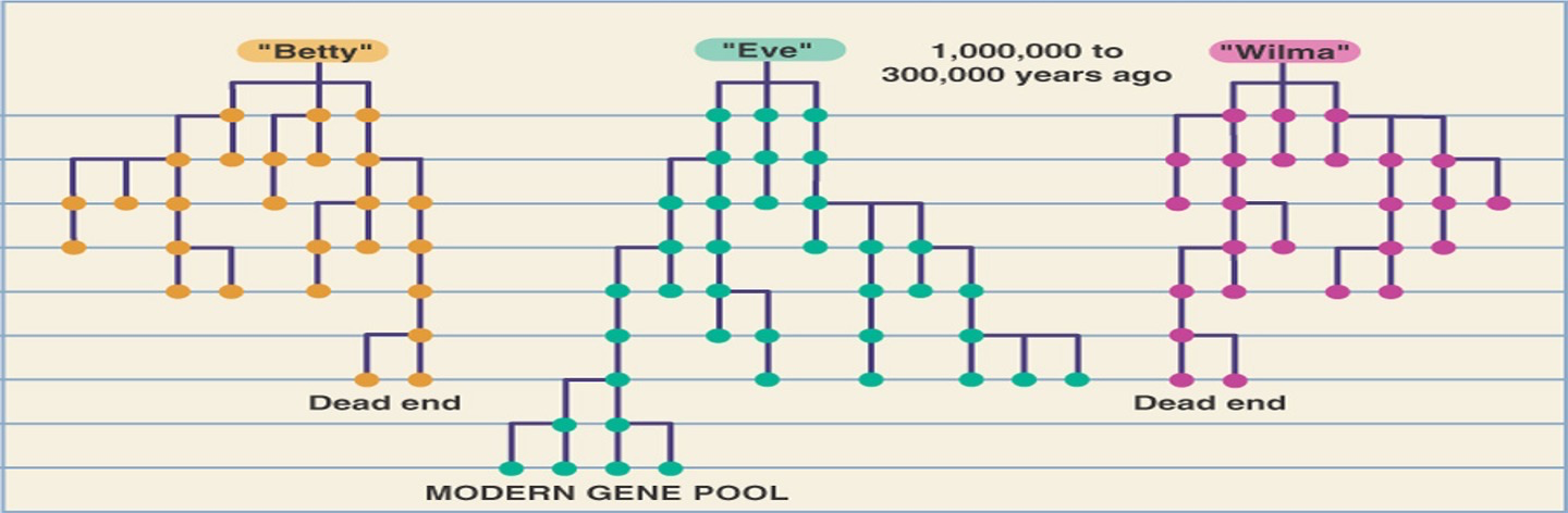 <ul><li><p>The root of the tree is in Africa and is 200,000 years old</p></li><li><p>Calibration of the molecular clock with chimp out-groups indicate the common ancestral sequence existed 100,000 to 300,000 years ago</p></li><li><p>African populations are more diverse than non-African</p></li><li><p>Non-African mtDNAs are closely related</p></li></ul><p></p>