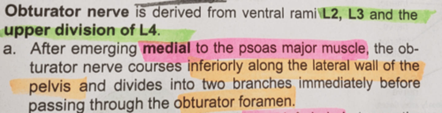 <p>medial to psoas major muscle</p><p>inferiorly along the lateral wall of the pelvis</p>