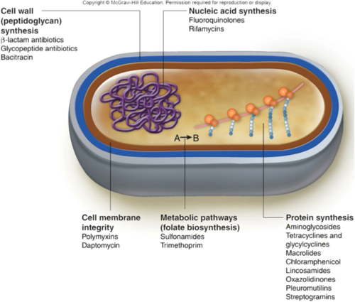 <p>bacteria</p>