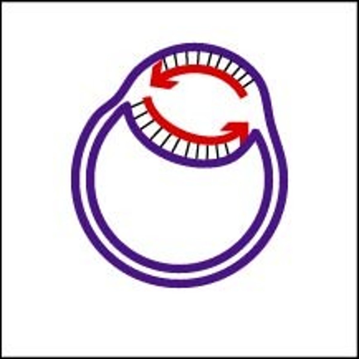 <p>- two replication forks, one at each end of bubble, proceed outward and unwinds + replicates DNA</p>