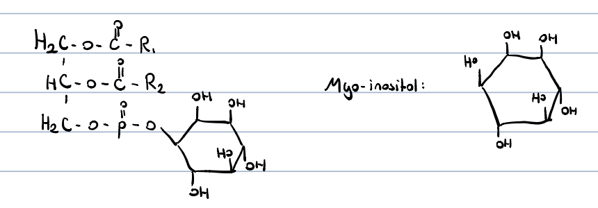 a constituent of cell membranes

very abundant in brain 

main source of arachidonic acid

in signal transmission: gives diacylglycerols