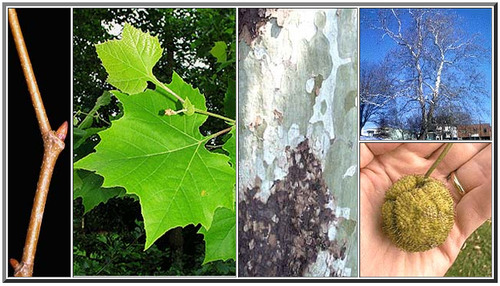 <p>Alternate, simple Very large leaves 3-5 shallow lobes Coarse teeth around margins Camo bark</p>