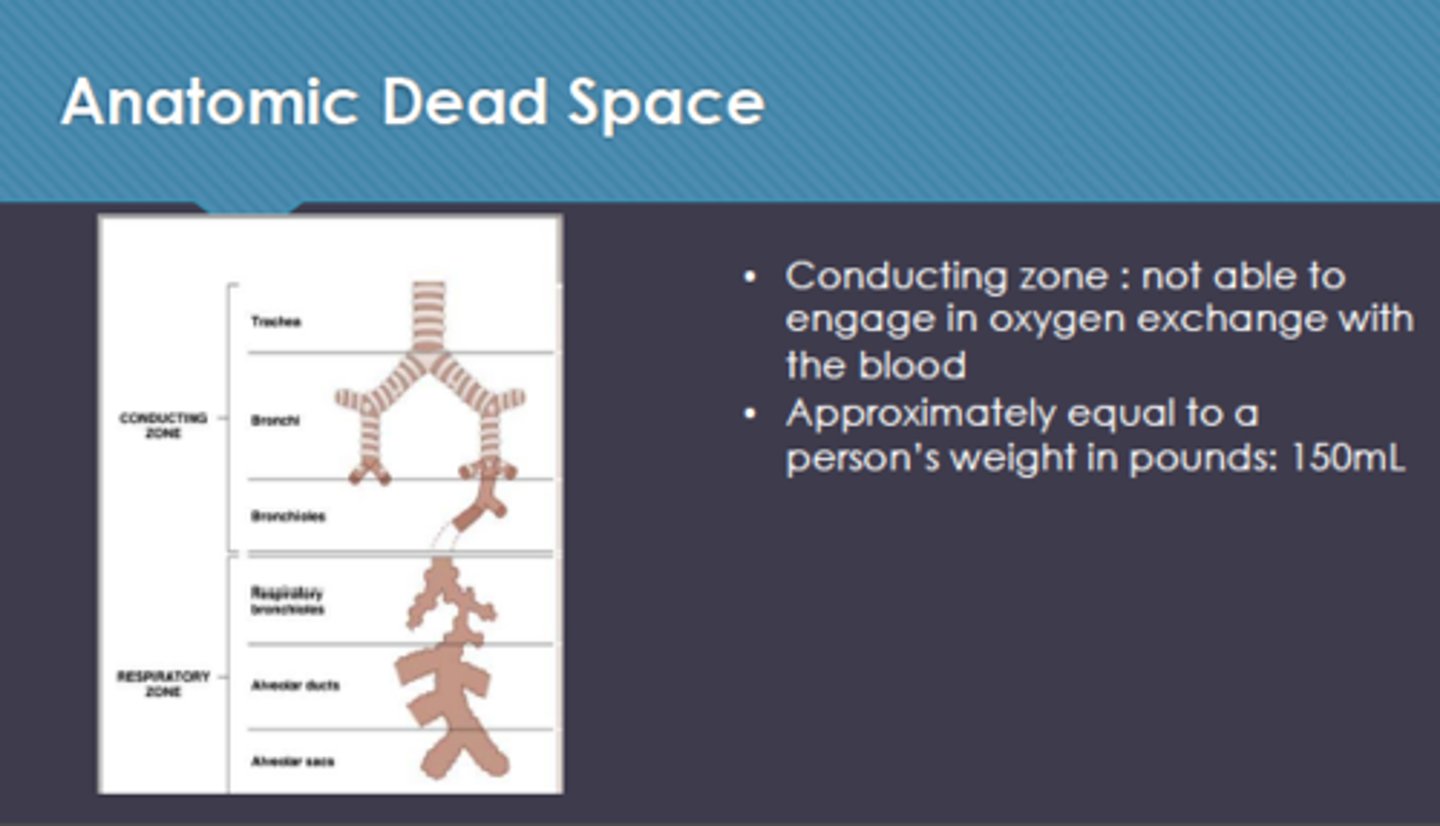 <p>the conducting zone; airways that fill with air but cannot perform gas exchange</p>